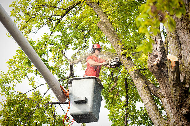 Large Tree Removal in Brockway, PA